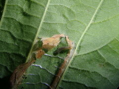 Phyllonorycter nicellii