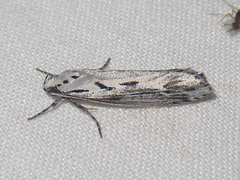 Ethmia discostrigella