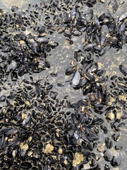 Mytilus trossulus