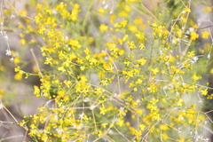 Gutierrezia microcephala