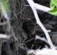 Masticophis flagellum testaceus