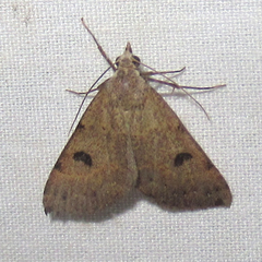 Hemeroplanis historialis