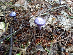 Cortinarius iodes image