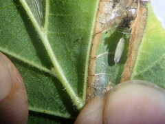 Phyllonorycter nicellii
