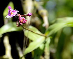 Epidendrum blepharistes