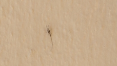 Lantanophaga pusillidactylus