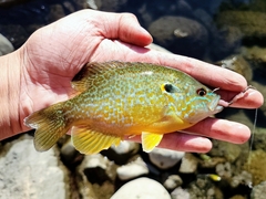 Lepomis gibbosus × cyanellus