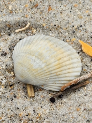 Arcoidea