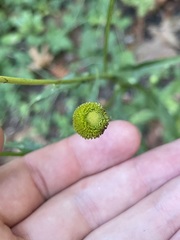 Helenium puberulum