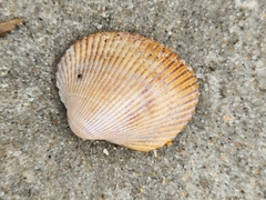 Lunarca