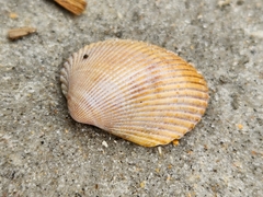 Lunarca