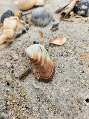 Lamarcka imbricata