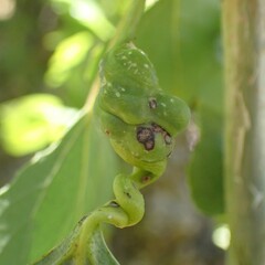 Pemphigus spyrothecae