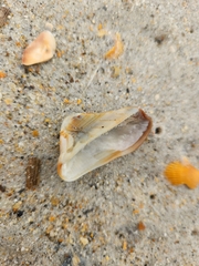 Lamarcka imbricata
