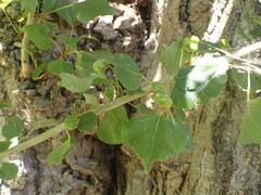 Pemphigus spyrothecae