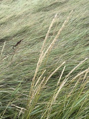 Ammophila arenaria