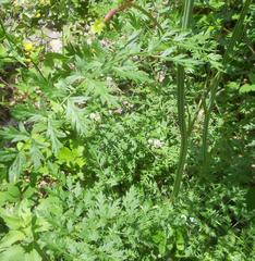 Chaerophyllum bulbosum