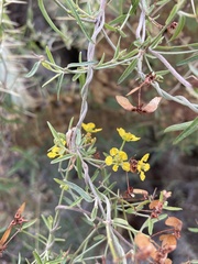 Cottsia gracilis