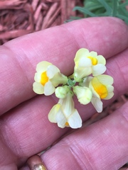 Linaria vulgaris