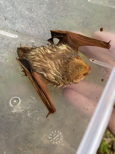 Eastern Red Bat photographed in New Jersey