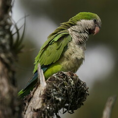 Myiopsitta monachus