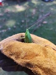 Neoconocephalus triops