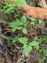 Lardizabala biternata