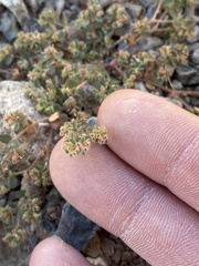 Euphorbia setiloba
