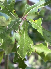 Quercus margaretiae