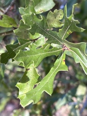 Quercus margaretiae