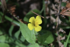 Erythranthe moschata