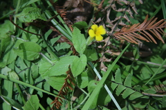 Erythranthe moschata