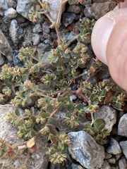 Euphorbia setiloba