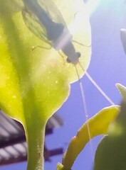 Chrysoperla comanche