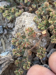 Euphorbia setiloba