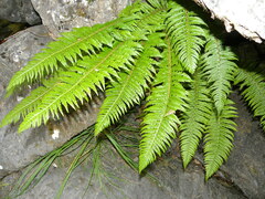 Polystichum aculeatum