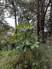 Pseudopanax arboreus