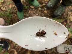 Parcoblatta pennsylvanica