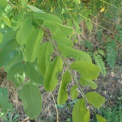 Obolodiplosis robiniae