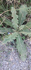 Verbascum sinuatum