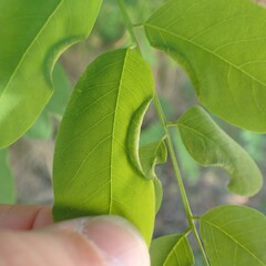 Obolodiplosis robiniae