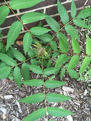 Ailanthus altissima