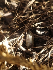 Bothrotes canaliculatus