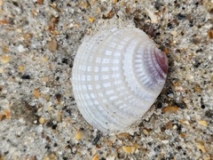Chione elevata