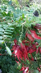 Clianthus maximus