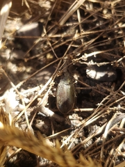 Bothrotes canaliculatus