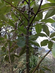 Pseudopanax arboreus