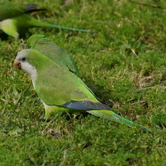 Myiopsitta monachus