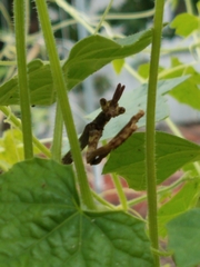 Pseudovates arizonae