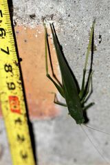 Microcentrum marginatum